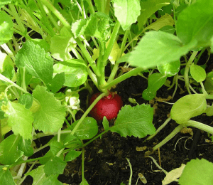 Coltivazione di ravanello nell'orto - Inorto