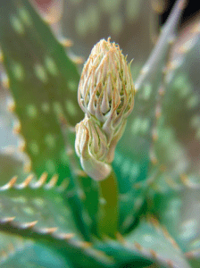 bocciolo di aloe maculata - Inorto 