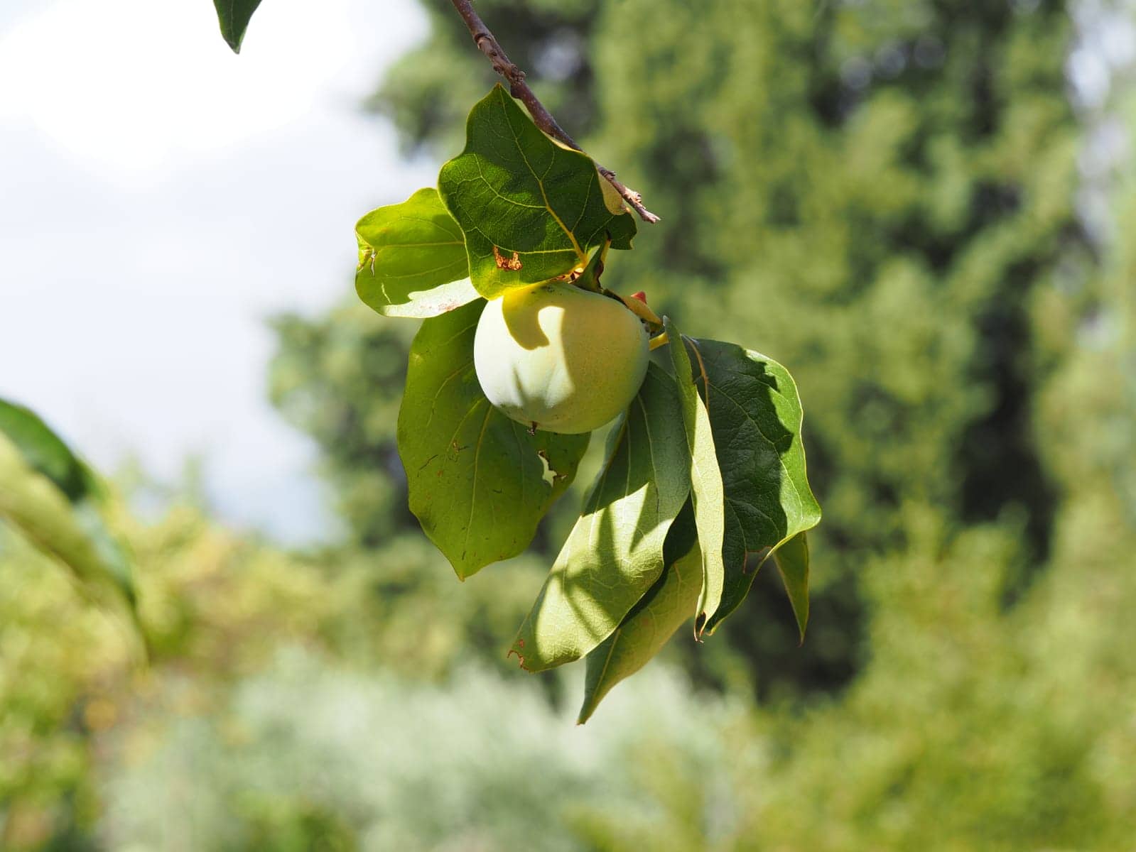 Albicocchi da coltivare in Italia: un albero facile e bello