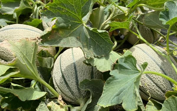 tecniche di coltivazione melone