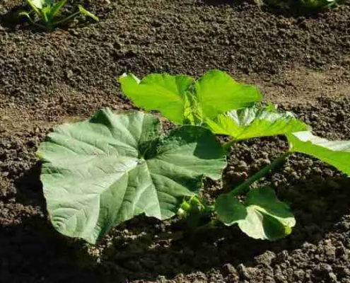 la coltivazione della zucca