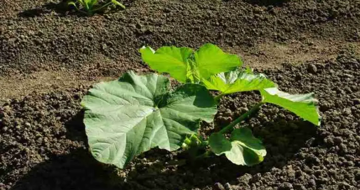 la coltivazione della zucca