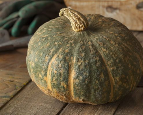 zucca delica