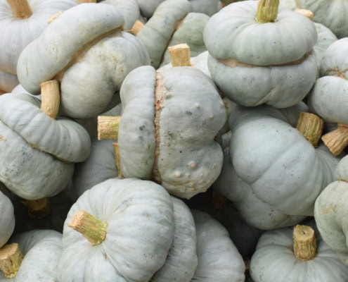 zucca mantovana