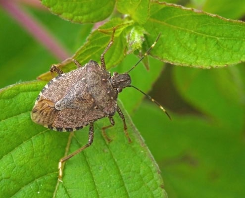 dettaglio cimice asiatica