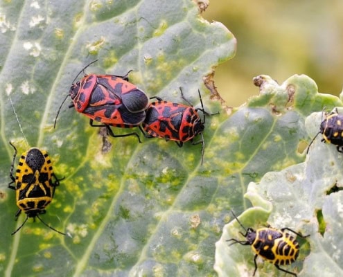 Danni della cimice rossonera sul cavolo nero